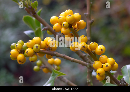 Ilex aquifolium Bacciflava Banque D'Images