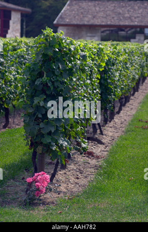 Vignes au Château de Monbazillac Dordogne France - fleurs plantées à la fin du rang d'attirer les insectes utiles Banque D'Images