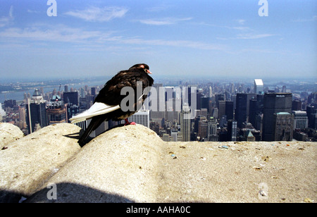 Un pigeon solitaire regarde vers le bas sur la ville de Manhattan, de son point de vue en haut de l'Empire State Building Banque D'Images
