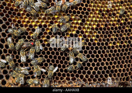 Reine des abeilles avec repère rouge entourée d'ouvrières sur nid d'close up Banque D'Images