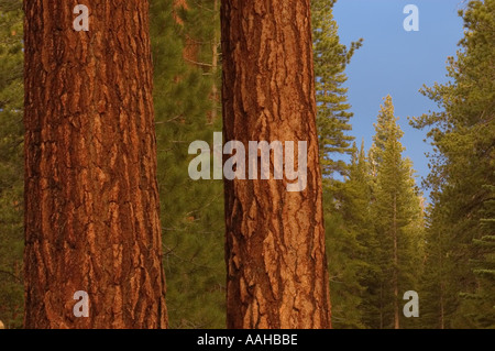 Jeffrey pins en fin d'après-midi Inyo National Forest est de la Sierra Nevada en Californie USA Banque D'Images