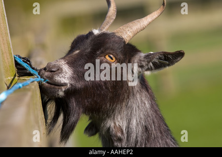 Chèvre pygmée sur Norfolk Farm peut Banque D'Images