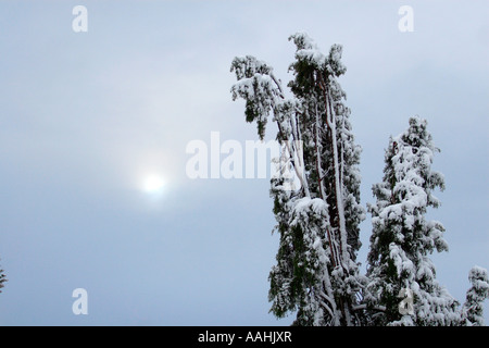 Journée d'hiver Arbre enneigé sun clouds pacific northwest Banque D'Images