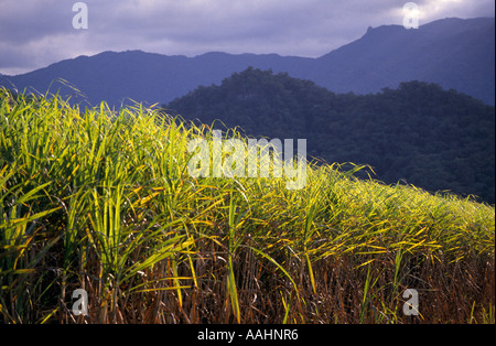 La canne à sucre, Queensland, Australie Banque D'Images