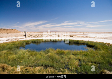 Tasse Blanche Printemps Oodnadatta Track Monticule Outback Australie Australie du Sud Banque D'Images