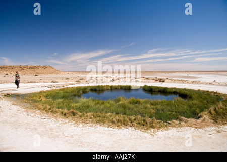 Tasse Blanche Printemps Oodnadatta Track Monticule Outback Australie Australie du Sud Banque D'Images