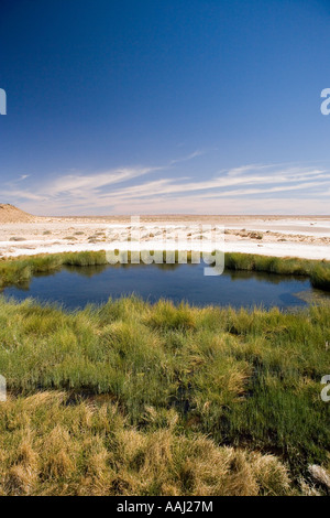 Tasse Blanche Printemps Oodnadatta Track Monticule Outback Australie Australie du Sud Banque D'Images