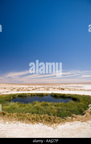 Tasse Blanche Printemps Oodnadatta Track Monticule Outback Australie Australie du Sud Banque D'Images