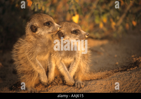 Les jeunes sauvages Les suricates (Suricata suricatta) entassés par terrier au coucher du soleil, Northern Cape, Afrique du Sud Banque D'Images