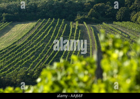 Région de vigne dans Falkenstein Weinviertel Austrias inférieur Banque D'Images