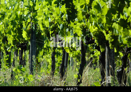 Région de vigne dans Falkenstein Weinviertel Austrias inférieur Banque D'Images