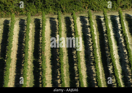 Région de vigne dans Falkenstein Weinviertel Austrias inférieur Banque D'Images