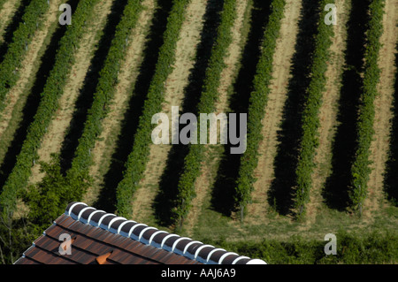 Région de vigne dans Falkenstein Weinviertel Austrias inférieur Banque D'Images