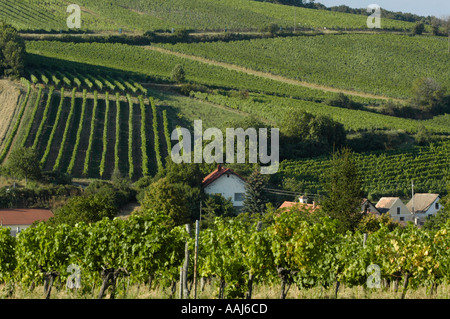 Région de vigne dans Falkenstein Weinviertel Austrias inférieur Banque D'Images