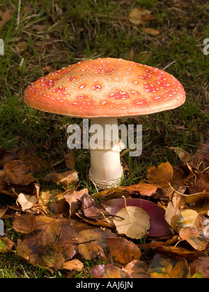 Amanita muscaria champignon agaric fly toadstool en phase de maturité Banque D'Images