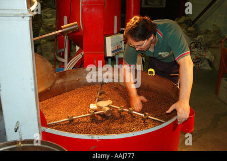 Expert homme contrôle de tri des grains de café rôti Atherton Queensland Australie Dsc0093 Banque D'Images