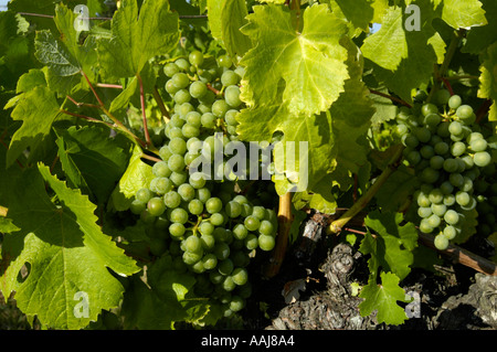 Région de vigne dans Falkenstein Weinviertel Austrias inférieur Banque D'Images