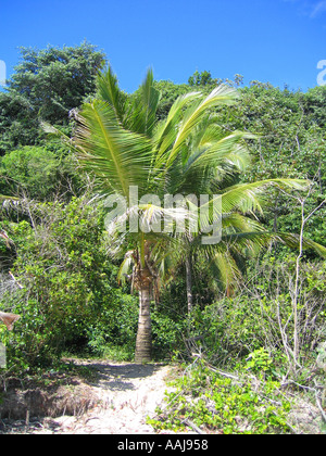 Cocotier à la Praia do Madeiro Rua dos par la plage de Pipa Bay au sud de Natal, Brésil. Banque D'Images