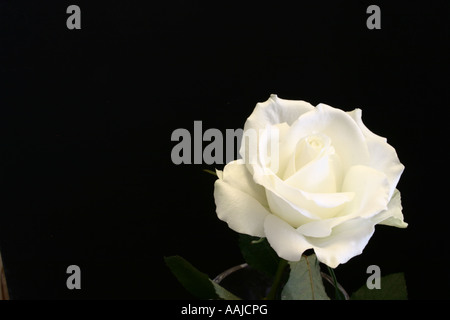 Une rose blanche sur fond noir. Banque D'Images