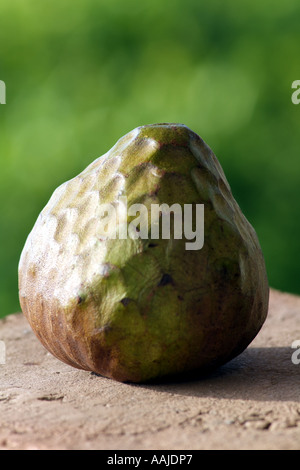 L'Anone. L'annona reticulata également connu sous le nom de taureaux bœufs ou coeur coeur. Cultivé dans le sud de l'Espagne Europe EU Banque D'Images