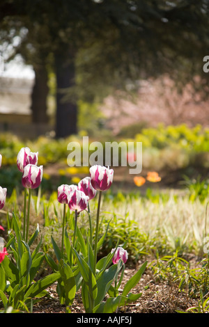 Exbury Gardens, tulipes, Hants Royaume-uni Banque D'Images