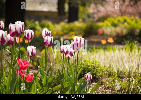 Exbury Gardens, tulipes, Hants Royaume-uni Banque D'Images