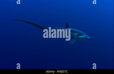 Thresher shark big eye ou Aliopa superciliosus en Mer Rouge Egypte La natation dans l'eau bleue Banque D'Images