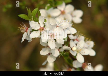 Prunellier Prunelle Blossom par une chaude matinée de printemps Banque D'Images
