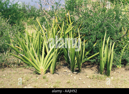 Sisal sauvage du nord de la Tanzanie Afrique de l'Est et les populations locales Maasai s string à partir de cette plante Banque D'Images