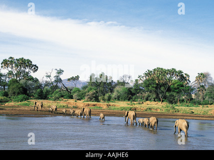 Les éléphants traversant la rivière Uaso Nyiro Réserve nationale de Samburu, Kenya Banque D'Images