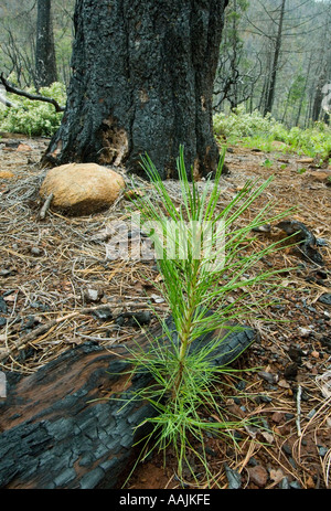 USA, montagnes Siskiyou, KALMIOPSIS WILDERNESS, les jeunes semis de pin en 2002 Biscuit Fire recovery, Rough & Ready Creek Banque D'Images