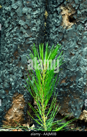 USA, montagnes Siskiyou, KALMIOPSIS WILDERNESS, les jeunes semis de pin dans la zone de récupération incendie Biscuit 2002 Banque D'Images