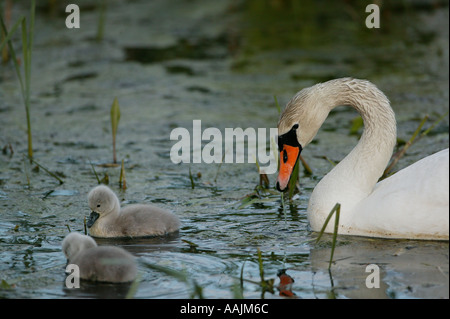 La famille cygne muet, Cygnus olor, dans le lac Vansjø en Østfold, Norvège. Vansjø est une partie de l'eau appelé système Morsavassdraget. Banque D'Images