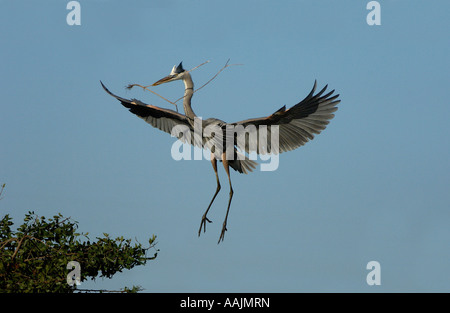 Grand héron Ardea herodias Florida USA en vol avec le matériel du nid Banque D'Images