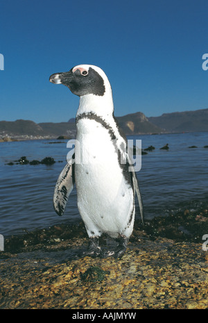 Putois Jackass Penguin à Simonstown Cape Town Afrique du Sud Banque D'Images