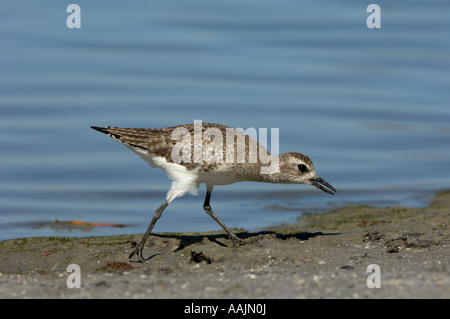 Pluvialis squatarola Grey Plover Florida USA plumage d'hiver à la recherche de nourriture à bord de l'eau Banque D'Images