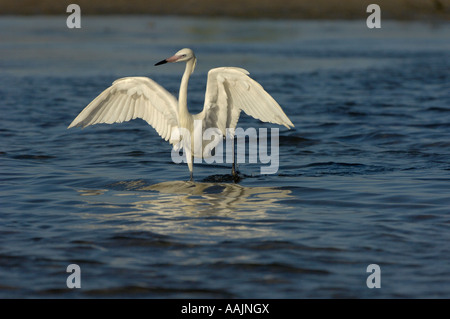 Aigrette garzette Egretta rufescens rougeâtre phase blanc chasse pour les poissons adultes Florida USA Banque D'Images