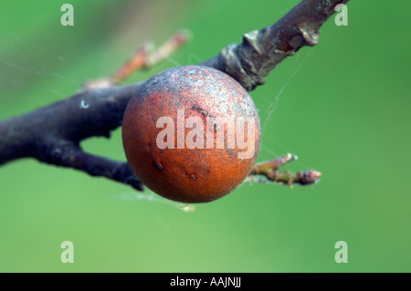 Gall en chêne sur chêne arbre branche en hiver Banque D'Images