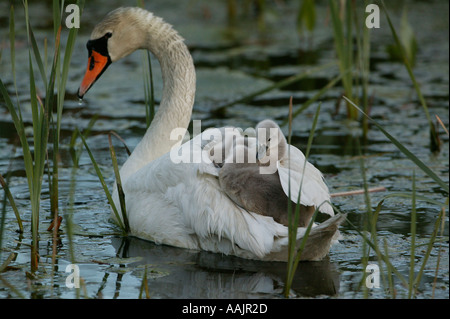 La famille cygne muet, Cygnus olor, dans le lac Vansjø Våler, kommune, Østfold fylke, la Norvège. Vansjø est une partie de l'eau appelé système Morsavassdraget. Banque D'Images