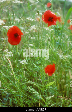 Les coquelicots sauvages dans un champ Banque D'Images