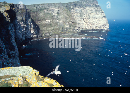 À l'île de Noss Réserve naturelle nationale de la falaise d'oiseaux Shetland. Banque D'Images