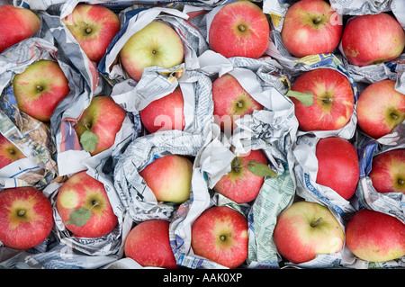 Pommes anglais emballés dans du papier journal à l'intérieur d'une boîte Banque D'Images