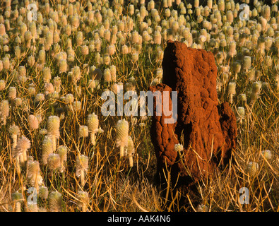 Fleurs sauvages et d'termitière, désert de Tanami, Centre de l'Australie, Territoire du Nord, à l'horizontal, Ptilotus macrocephalus Banque D'Images