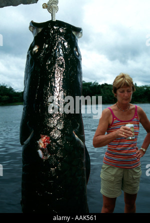 Gros pirarucu Amazonienne ou poisson-chat l'arapaima du plus grand poisson d'eau douce dans le monde entier affluent de l'Amazone au Brésil Banque D'Images