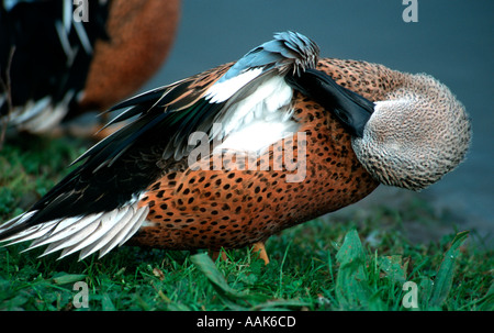 Canard souchet Anas platalea rouge Banque D'Images