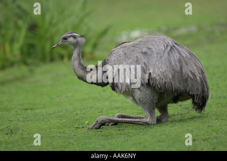 Rhea américain commun ou le nandou - Rhea americana Banque D'Images