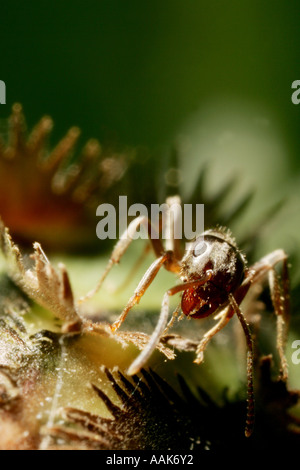 5x macro shot of black ant sur le bleuet bud Banque D'Images