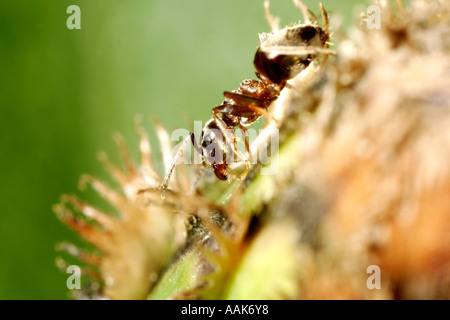 5x macro shot of black ant sur le bleuet d'un bourgeon fermé Banque D'Images