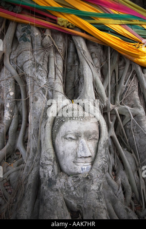 Statue tête dans les racines des arbres au Wat Mahathat Banque D'Images