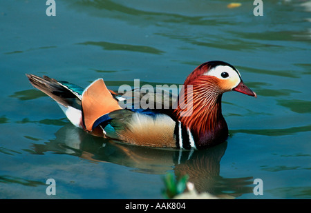 Drake Mandarin Aix galericulata Banque D'Images